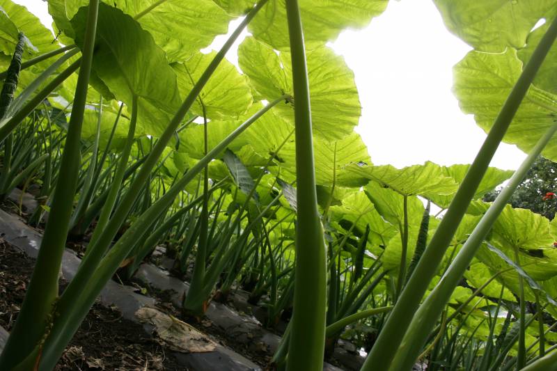 Closeup of kalo field plants on long thick stems, topped with large light green leaves