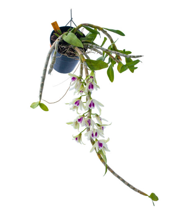 Hanging pot of Honohono Orchids, has long draping stems holding white and dark pink flowers and green leaves.