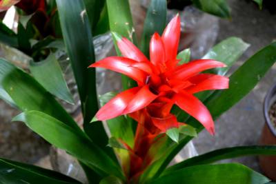 Bromeliads
